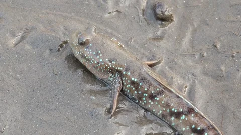 Mudskipper that can be found in Thailand's mangrove forests. Stock Footage 335195467
