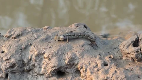 Mudskipper that can be found in Thailand's mangrove forests. Stock Footage 335195547