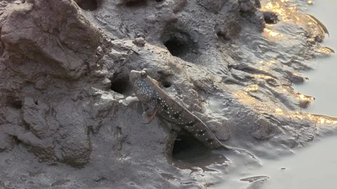 Mudskipper that can be found in Thailand's mangrove forests. Stock Footage 335195556