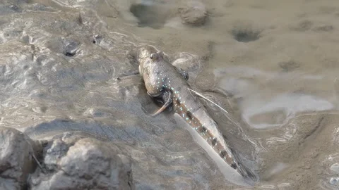 Mudskipper that can be found in Thailand's mangrove forests. Stock Footage 335195622