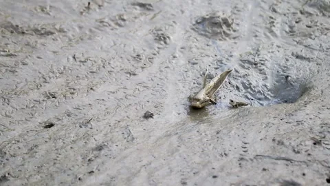 Mudskipper crawling on mud flats searching food with its baby. This species.. Stock-Footage 254322130