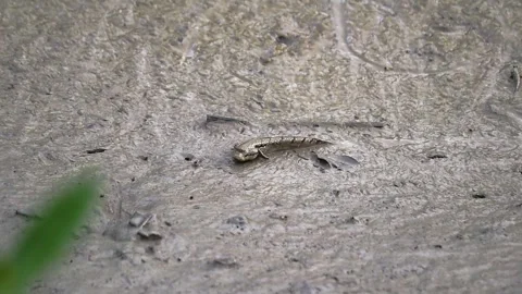 Mudskipper crawling on mud flats skimming food with its mouth. This species.. Stock Footage 254322141