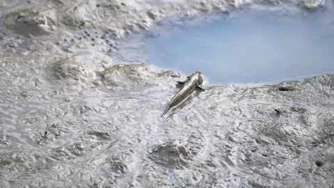 Mudskipper crawling on mudflat of mangrove forest towards a water hole. Thi.. Stock-Footage 254322119