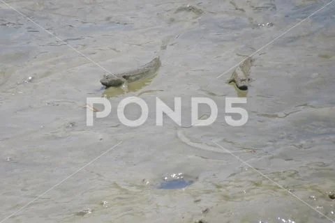 Mudskipper fish, Amphibious fish, on the mud beach Stock Photos