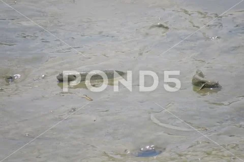 Mudskipper fish, Amphibious fish, on the mud beach Stock Photos