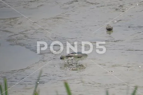 Mudskipper fish, Amphibious fish, on the mud beach Stock Photos