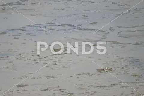 Mudskipper fish, Amphibious fish, on the mud beach Stock Photos