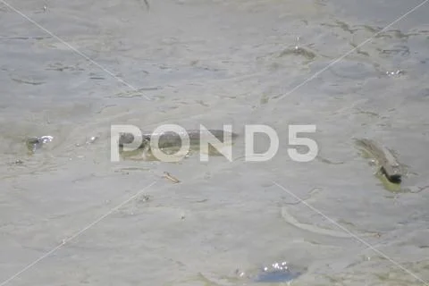 Mudskipper fish, Amphibious fish, on the mud beach Stock Photos