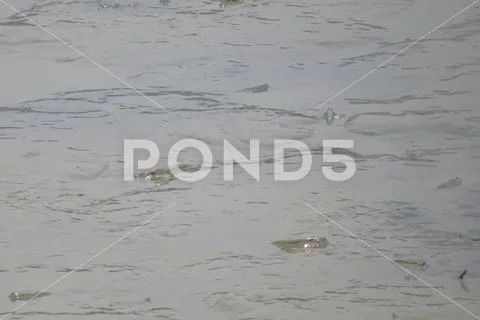 Mudskipper fish, Amphibious fish, on the mud beach Stock Photos