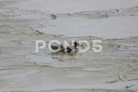 Mudskipper fish, Amphibious fish, at Yuen long Stock Photos