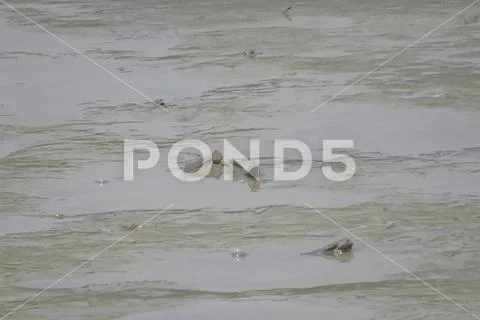 Mudskipper fish, Amphibious fish, at Yuen long Stock Photos