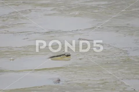 Mudskipper fish, Amphibious fish, at Yuen long Stock Photos