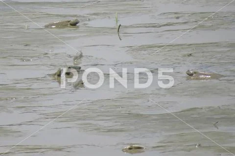 Mudskipper fish, Amphibious fish, at Yuen long Stock Photos