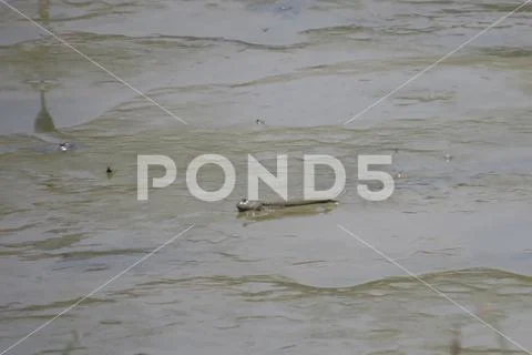Mudskipper fish, Amphibious fish, at Yuen long Stock Photos