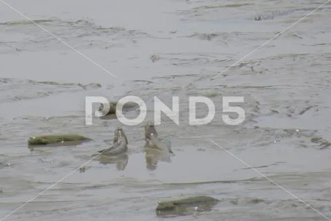 Mudskipper fish, Amphibious fish, at Yuen long Stock Photos