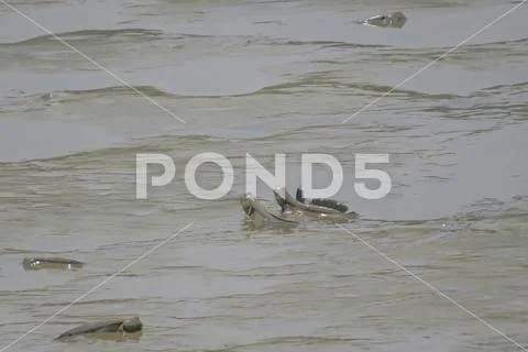 Mudskipper fish, Amphibious fish, at Yuen long Stock Photos