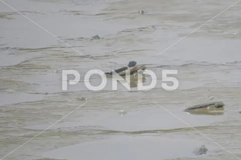 Mudskipper fish, Amphibious fish, at Yuen long Stock Photos