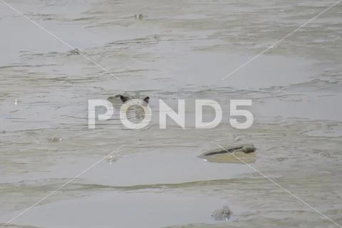 Mudskipper fish, Amphibious fish, at Yuen long Stock Photos