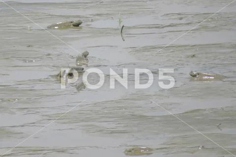 Mudskipper fish, Amphibious fish, at Yuen long Stock Photos