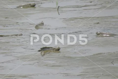 Mudskipper fish, Amphibious fish, at Yuen long Stock Photos