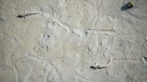 Mudskipper, fish Stock Footage 77931012