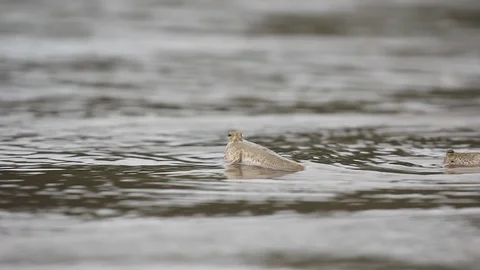 Mudskipper fish Stock Footage 91490101