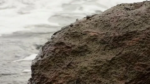 Mudskipper fish leaping and interacting on a rough rock with low tides Stock Footage 308499950