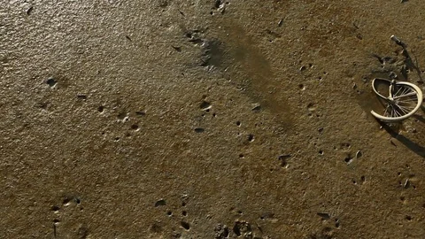 Mudskipper fish in mud Stock Footage 78734689