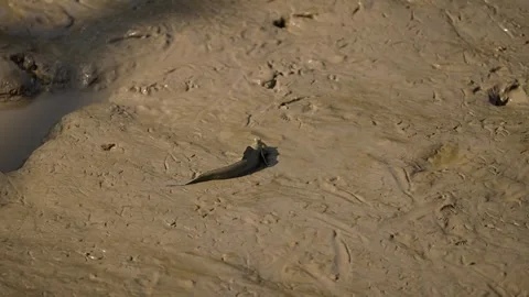 Mudskipper Fish on Mudflat at Gujarat India Stock Footage 337450752