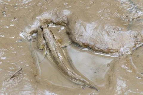Mudskipper Fish Stock Photos