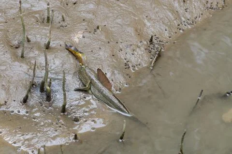 Mudskipper Fish 스톡 사진