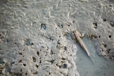 The mudskipper fish in the river mud. Stock Photos