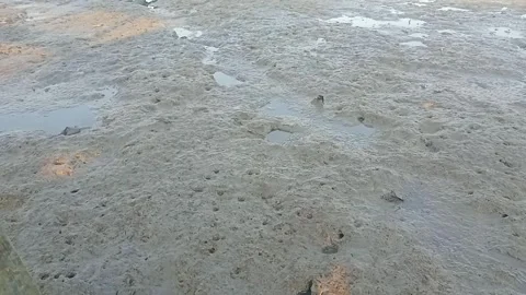 Mudskipper Fish on Wet Coastal Mudflat During Low Tide Stock Footage 340534570