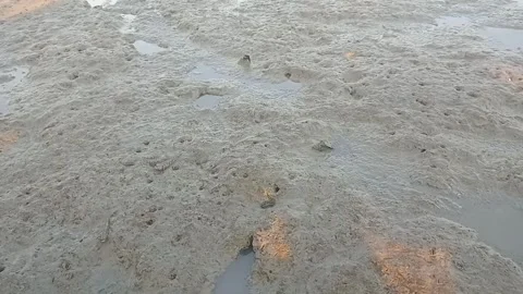 Mudskipper Fish on Wet Coastal Mudflat During Low Tide Stock Footage 340534585