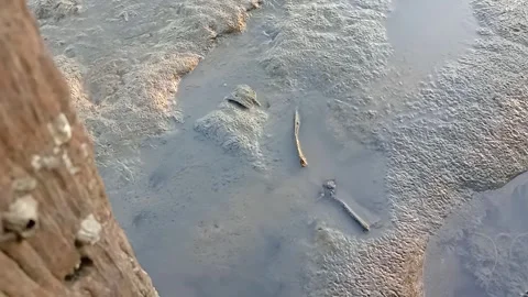 Mudskipper Fish on Wet Coastal Mudflat During Low Tide Stock Footage 340784992