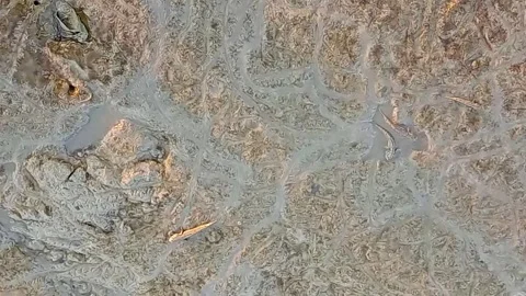 Mudskipper Fish on Wet Coastal Mudflat During Low Tide Stock Footage 340785169