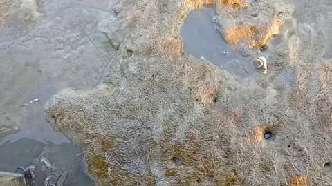 Mudskipper Fish on Wet Coastal Mudflat During Low Tide Stock Footage 340786338