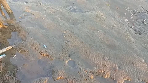 Mudskipper Fish on Wet Coastal Mudflat During Low Tide Stock Footage 340786363