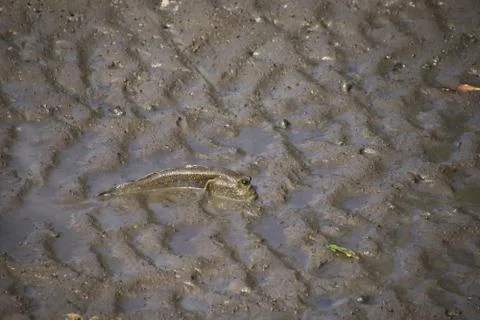 Mudskipper fish,Amphibious fish Lying on the mud in mangrove forest Foto stock