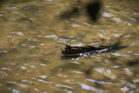 Mudskipper fish,Amphibious fish Lying on the mud in mangrove forest Foto stock