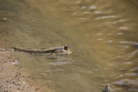 Mudskipper fish,Amphibious fish Lying on the mud in mangrove forest Stock Photos