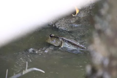 Mudskipper fish,Amphibious fish Lying on the mud in mangrove forest Stock Photos