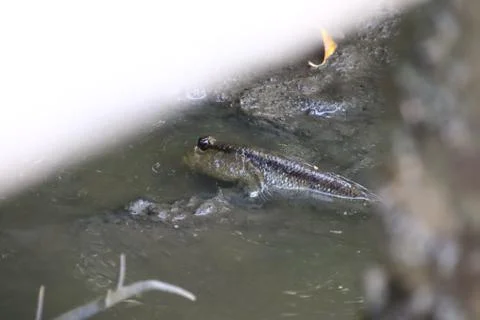 Mudskipper fish,Amphibious fish Lying on the mud in mangrove forest Stock Photos