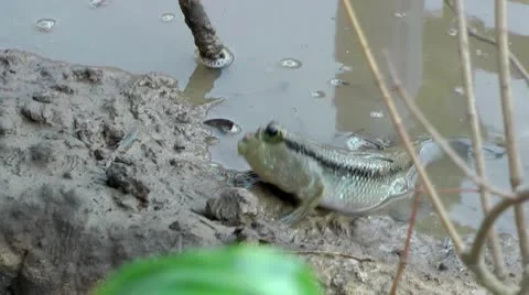 Mudskipper Stock Footage 10560449