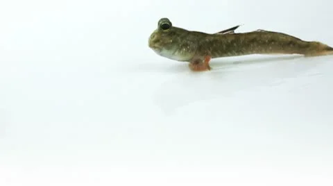 Mudskipper Video stock 10742023