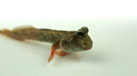 Mudskipper Video stock 10742118