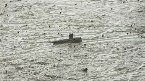 Mudskipper Stock Footage 139248598