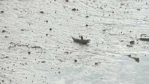 Mudskipper Stock Footage 139248638