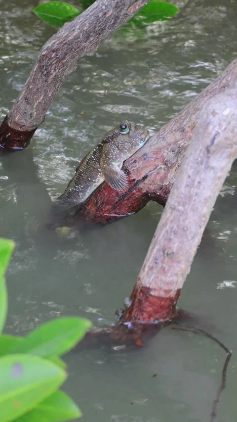 Mudskipper gripping tightly to a mangrove root while resisting sea waves Stock Footage 337420873