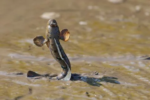 Mudskipper happily rolled around in the mud at the mangrove forest. Stock Photos